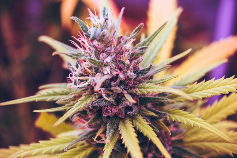 Purple and Pink Marijuana Plant